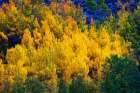 Quaking aspen in full autumn color along Bishop Creek-Inyo National Forest-California-USA Art Print